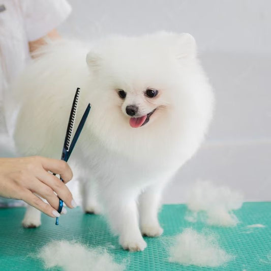 Full Grooming Package (For Dogs Under 10 lbs)