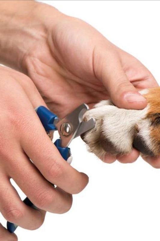 Dog Nail Clipping