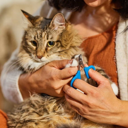 Cat Nail Clipping