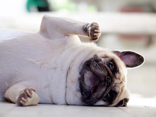 Anal Gland Expression