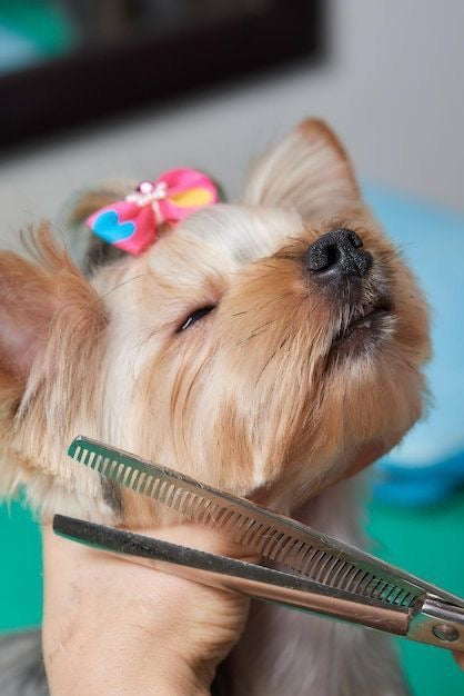 Full Grooming Package (For Dogs Between 10–20 lbs)