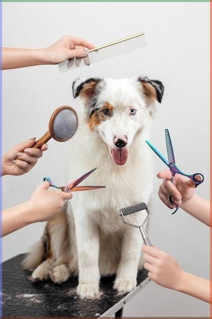 Full Grooming Package (For Dogs Between 20–40 lbs)