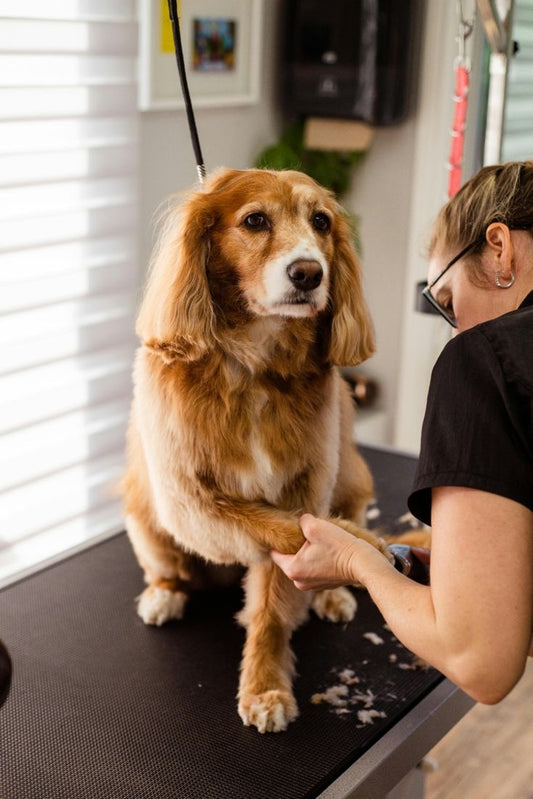 Full Grooming Package (For Dogs Up to 10 lbs)